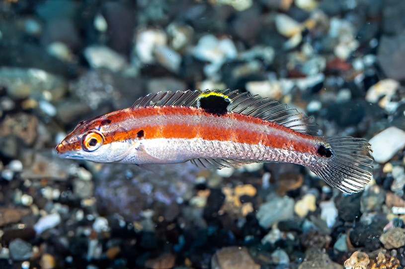 Halichoeres sanchezi: A New Fish Species from Mexico's